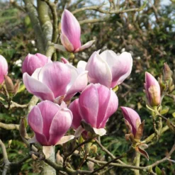 Magnolia 'Satisfaction' Tree 60cm Tall (NL)