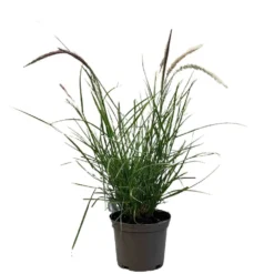 Pennisetum 'Sky Rocket' Grass 2 Ltr Pot