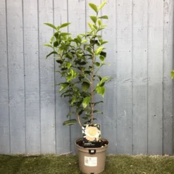 Hozelock || Cole & Mason || Elho Shop -Hozelock || Cole & Mason || Elho Shop 5019945966277